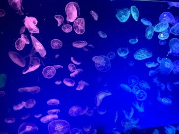 名古屋港水族館に投稿された画像（2023/9/9）