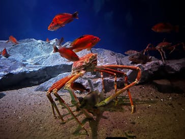 名古屋港水族館に投稿された画像（2023/9/9）