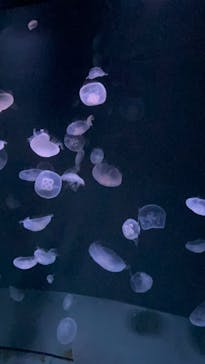 サンシャイン水族館に投稿された画像（2023/9/9）