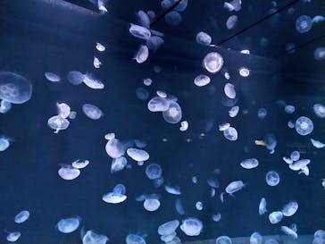 サンシャイン水族館に投稿された画像（2023/9/9）