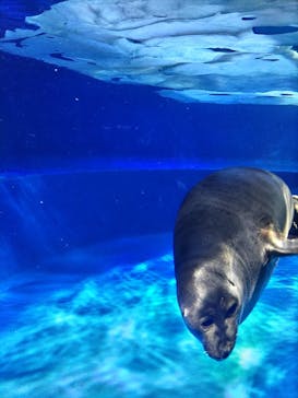 サンシャイン水族館に投稿された画像（2023/9/9）