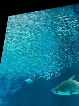 マリンワールド海の中道に投稿された画像（2023/9/9）