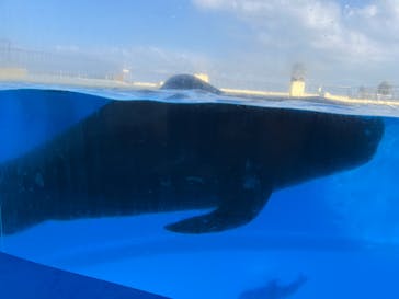 マリンワールド海の中道に投稿された画像（2023/9/9）