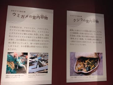 特別展「海　―生命のみなもと―」（国立科学博物館）に投稿された画像（2023/9/9）