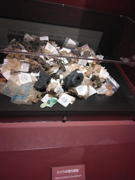 特別展「海　―生命のみなもと―」（国立科学博物館）に投稿された画像（2023/9/9）