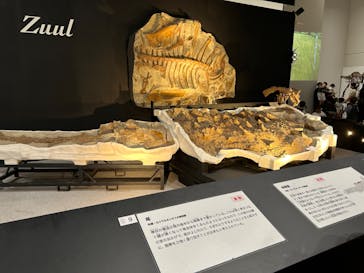 大阪市立自然史博物館に投稿された画像（2023/9/9）