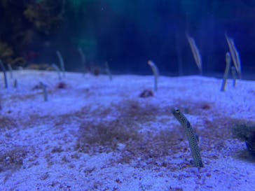 名古屋港水族館に投稿された画像（2023/9/9）