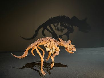 DinoScience 恐竜科学博 2023@TOKYO MIDTOWNに投稿された画像（2023/9/9）