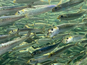 サンシャイン水族館に投稿された画像（2023/9/9）