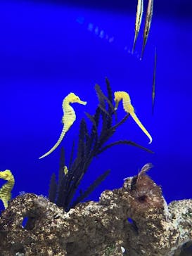 サンシャイン水族館に投稿された画像（2023/9/9）