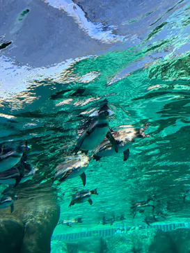 天王寺動物園に投稿された画像（2023/9/9）