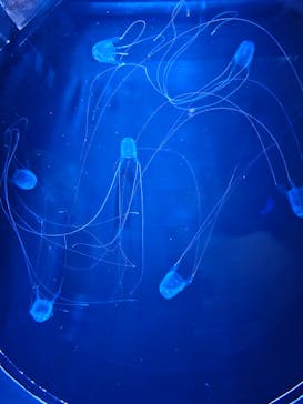 マリンワールド海の中道に投稿された画像（2023/9/9）