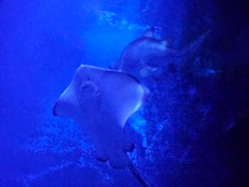 マリンワールド海の中道に投稿された画像（2023/9/9）