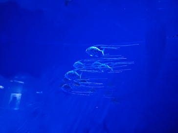 マリンワールド海の中道に投稿された画像（2023/9/9）