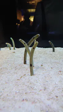 すみだ水族館に投稿された画像（2023/9/9）