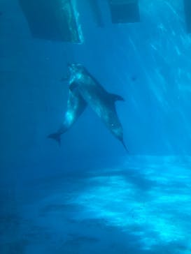 名古屋港水族館に投稿された画像（2023/9/9）