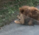 群馬サファリパークに投稿された画像（2023/9/9）