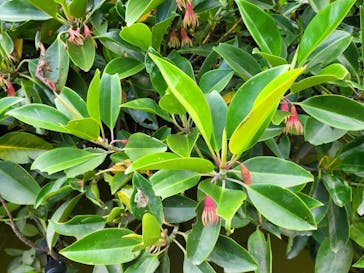 石垣島 ADVENTURE PiPi（イシガキジマアドベンチャーピピ）に投稿された画像（2023/9/9）