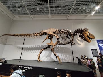 大阪市立自然史博物館に投稿された画像（2023/9/9）