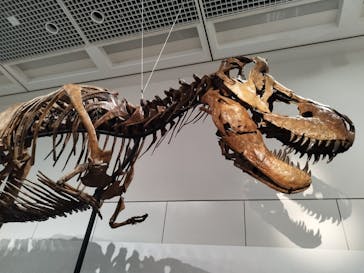 大阪市立自然史博物館に投稿された画像（2023/9/9）