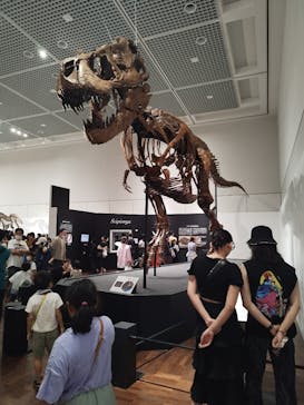 大阪市立自然史博物館に投稿された画像（2023/9/9）