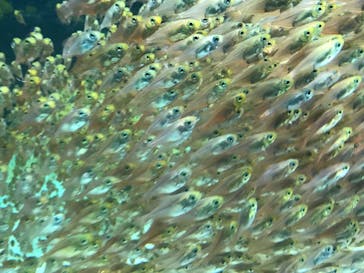 環境水族館アクアマリンふくしまに投稿された画像（2023/9/9）