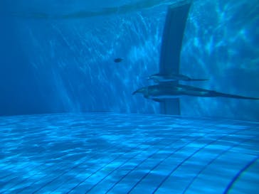 鴨川シーワールドに投稿された画像（2023/9/9）