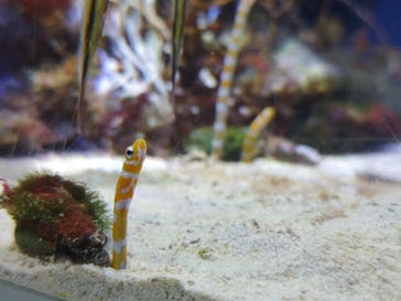 名古屋港水族館に投稿された画像（2023/9/9）