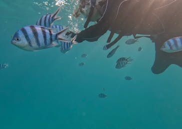 青の洞窟専門店　沖縄ダイビングショップ和に投稿された画像（2023/9/9）