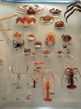 国立科学博物館に投稿された画像（2023/9/9）