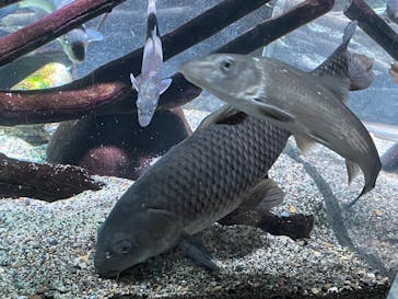 カワスイ 川崎⽔族館に投稿された画像（2023/9/9）