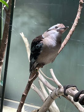 カワスイ 川崎⽔族館に投稿された画像（2023/9/9）