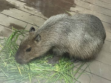 カワスイ 川崎⽔族館に投稿された画像（2023/9/9）