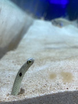 アクアワールド茨城県大洗水族館に投稿された画像（2023/9/9）