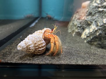 アクアワールド茨城県大洗水族館に投稿された画像（2023/9/9）