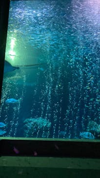 マリンワールド海の中道に投稿された画像（2023/9/9）