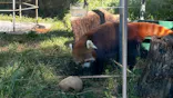 天王寺動物園に投稿された画像（2023/9/9）