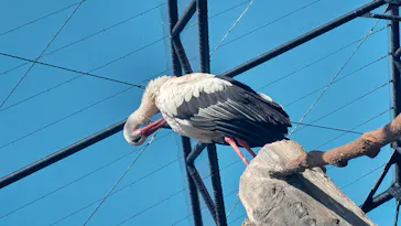 天王寺動物園に投稿された画像（2023/9/9）