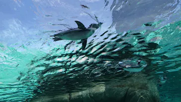 天王寺動物園に投稿された画像（2023/9/9）