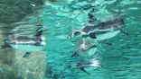 天王寺動物園に投稿された画像（2023/9/9）