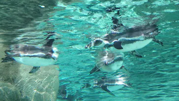 天王寺動物園に投稿された画像（2023/9/9）