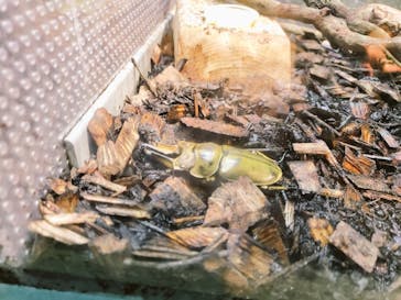 カワスイ 川崎⽔族館に投稿された画像（2023/9/9）