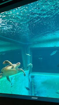 箱根園水族館に投稿された画像（2023/9/9）