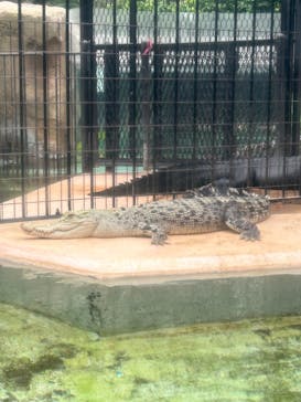 熱川バナナワニ園に投稿された画像（2023/9/9）