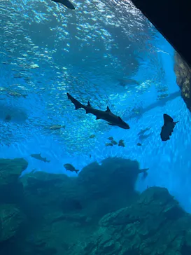 仙台うみの杜水族館に投稿された画像（2023/9/9）
