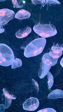 仙台うみの杜水族館に投稿された画像（2023/9/9）