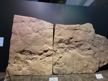 DinoScience 恐竜科学博 2023@TOKYO MIDTOWNに投稿された画像（2023/9/9）
