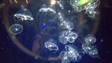 九十九島水族館海きららに投稿された画像（2023/9/9）