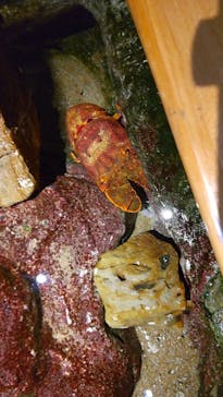 九十九島水族館海きららに投稿された画像（2023/9/9）