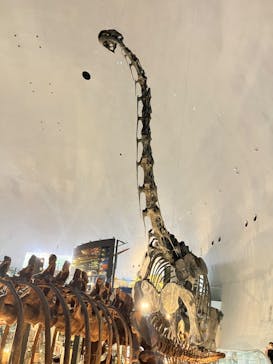 福井県立恐竜博物館に投稿された画像（2023/9/9）